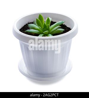 Foto von Sukkulenten in Weiß Blumentopf auf weißem Hintergrund. Indoor Kakteen Pflanzen. Stockfoto