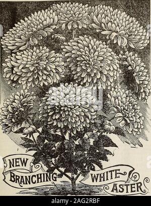 . Neue florale Guide: 1899 plain gekürzte Ausgabe. owers aus Samen gezogen; Sie areeasily angehoben und häufigste Blüte - ers. Die Blüten sind sehr groß, voll, normale Form, perfekt Doppel- und ofmany reichen und schönen Farben - deepcrimson, Reinweiß, Dunkelblau, rosepink usw., weit mehr als in allen anderen brilliantbeauty Blumen der Saison, wo wir den besten Samen der followingnew und Auswahl der Sorten anzubieten und hoffe ourfriends gibt Ihnen einen liberalen Versuch. Semples neue Verzweigungen Astern Diese prächtigen Astern sind ein newvariety amerikanischer Herkunft, und nicht zu sehr zu empfehlen; Sie areone o Stockfoto