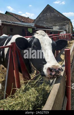 Der Eigentümer streichelt ihr Liebling Kuh auf den Kopf, als Sie das Essen nimmt. Stockfoto