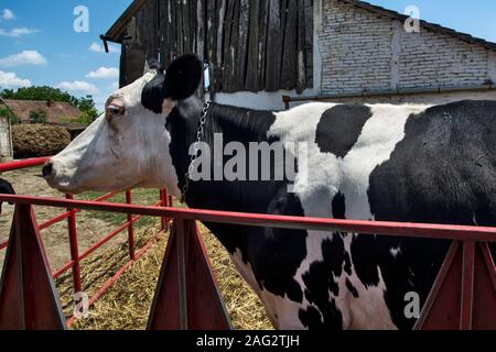 Der Eigentümer streichelt ihr Liebling Kuh auf den Kopf, als Sie das Essen nimmt. Stockfoto