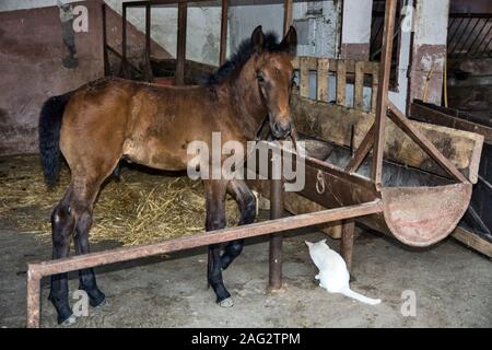 Ein junges Fohlen und eine weiße Katze hängen in der Scheune. Stockfoto