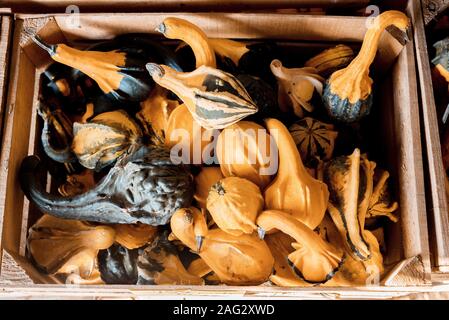 Schuss von Kürbissen in einer Holzkiste Stockfoto