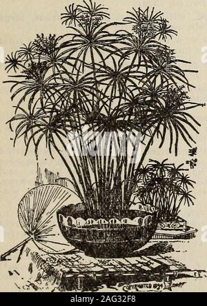 . Neue florale Guide: 1899 plain gekürzte Ausgabe. Straußenfedern Palrn (Areca Lutescens.) Cocos Weddelliana. Eine der größten und schönsten Palmen für Haus Kultur jetzt bekannt. Das Laub ist reich glänzend Grün mit hellen gelben Stängel, voll der Gnade andbeauty; robust und leicht gewachsen und wächst mehr schön wie es älter und größer. Die Handflächen, erfordern keine besondere Behandlung. Werden alle in der Stube oder Leben gedeihen. Gute, starke Pflanzen, 12 im Hoch, 3 Wedel, 30 c Jeder, Postpaid. 18-in, 4 Wedel, Strauß. Stockfoto