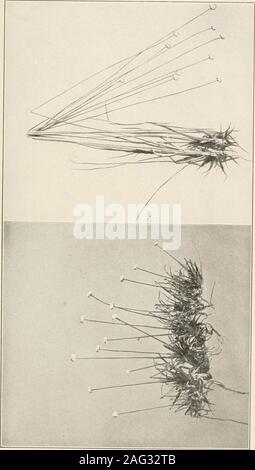 . Die Pflanzen von Southern New Jersey; mit besonderer Bezugnahme auf die Flora des Pine Barrens und die geographische Verteilung der Arten. CM E N. J. Pflanzen. PLATE XXIX. Stockfoto