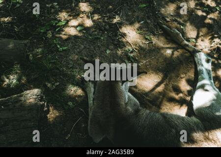 Wallaby bequem auf dem Boden sitzen in einem Wald umgeben Durch Blätter und Äste Stockfoto