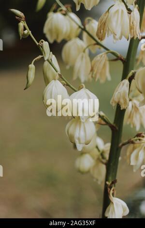 Vertikale Aufnahme von einigen seltenen schönen Blumen Stockfoto