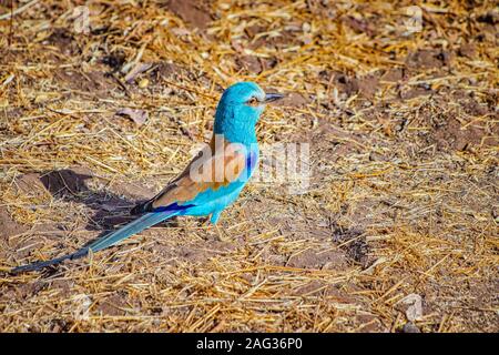 Nahaufnahme Foto von Abessinier Abessinier Walze Walze, sitzt auf einem Ast, Senegal, Afrika. Es ist für die Tierwelt Foto. Porträt der schönen kleinen Stockfoto