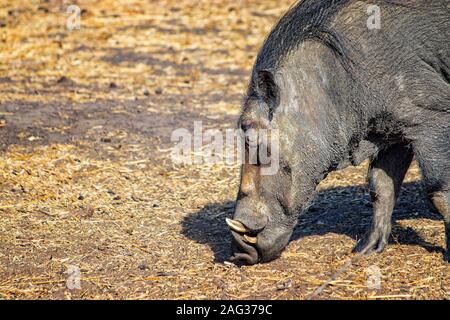 Nahaufnahme Foto, Warzenschwein, Phacochoerus aethiopicus läuft entlang einem Feldweg für Safari in Reserve, bandia Senegal. Es ist ein Wildlife Foto aus Stockfoto