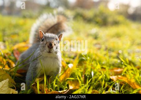 Schöne Nahaufnahme von einer glücklichen Eichhörnchen auf dem Gras Stockfoto