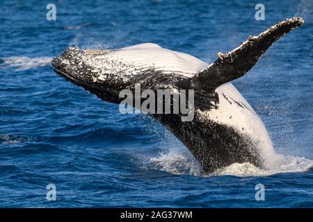 Humpback Wal gesichtet in der Nähe von Fraser Island, vor der Küste von Hervey Bay, Queensland, Australien Stockfoto