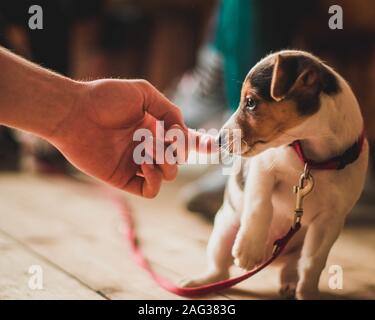 Nahaufnahme einer männlichen Hand, die ein schüchternes Weiß berührt Welpe mit braunem Kopf und rotem Hundehalsband Stockfoto