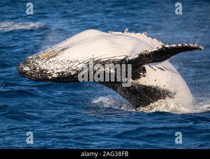 Humpback Wal gesichtet in der Nähe von Fraser Island, vor der Küste von Hervey Bay, Queensland, Australien Stockfoto