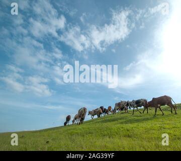 Kühe grasen auf saftigen Gras Feld Stockfoto