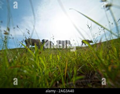 Kühe grasen auf saftigen Gras Feld Stockfoto