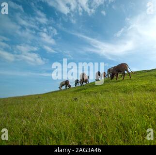 Kühe grasen auf saftigen Gras Feld Stockfoto