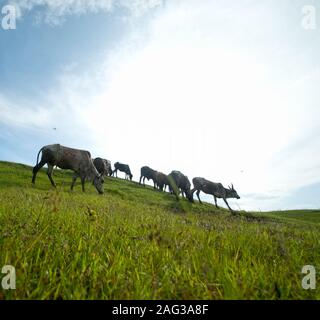 Kühe grasen auf saftigen Gras Feld Stockfoto