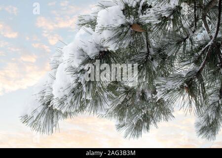 Kiefer Zweige mit Zapfen unter dem Schnee. Verschneite Tannen gegen den Himmel. Hintergrund Textur. Winter Bäume im Schnee im Winter. Weihnachten ein Stockfoto