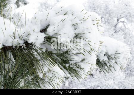 Immergrüne Pinien Zweige mit Zapfen unter dem Schnee gegen den Himmel. Schnee bedeckt die Pinien. Winter Hintergrund, Textur. Winter Bäume im Schnee in wi Stockfoto