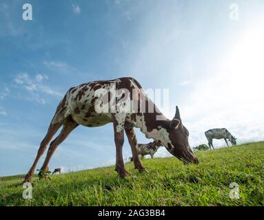 Kühe grasen auf saftigen Gras Feld Stockfoto