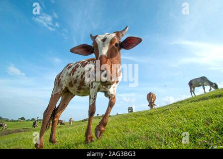 Kühe grasen auf saftigen Gras Feld Stockfoto