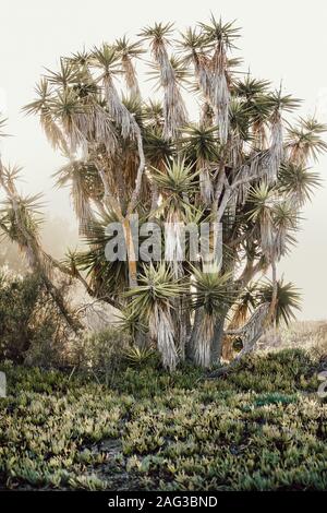 Vertikale Aufnahme eines riesigen sabal Palmetto-Baumes, der wächst Eine exotische Umgebung Stockfoto