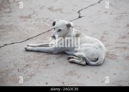 Schöne Aufnahme eines blauen Aspin Hundes auf dem sitzen Boden wartet darauf, bemerkt zu werden Stockfoto