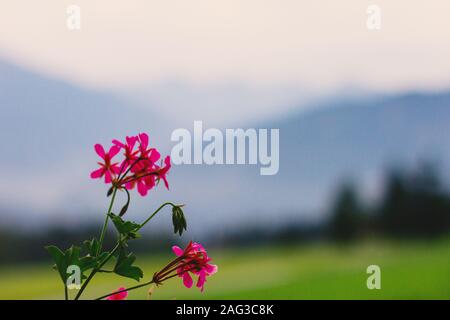 Selektive Fokus Aufnahme von rosa Geißblatt mit einem grünen und Blauer Hintergrund Stockfoto