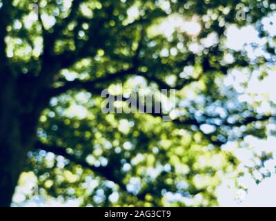 Schöne verschwommene Aufnahme eines Baumes mit grünen Blättern Central Park - toll für einen verschwommenen Hintergrund Stockfoto