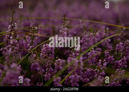 Nahaufnahme von schönen lila Verbena Blumen auf einem verschwommen Hintergrund Stockfoto