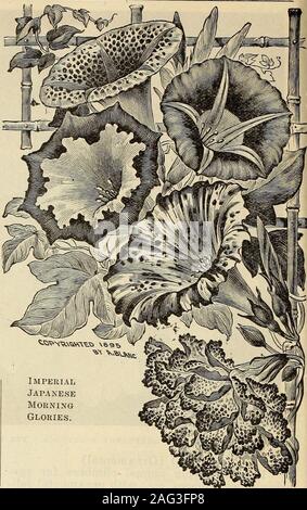 . Johnson's Garten & Hof Handbuch: 1915. U (Mirabilis) (Vier-oclocks) Das Wunder von Peru, oder Vier - oclocks, Apretty ist, reichblühend jährliche einfache Kultur, das wächst und Blumen in fast jeder Situation. 1960. Gemischte Auswahl Farben. Oz, 10 c $ 0 05 1961. Weiß Tom Thumb. Pflanze wächst 10 Zoll hoch. Schnee - whiteflowers 5 MESEMBRYANTHEMUM 2000. M. Crystallinum (ICE-Werk). Blüten weiß, mit Eis - likefoliage 5 RESEDE (Reseda) Diese herrlich duftenden jährliche ist ein FA-vorite mit allen. Sie am Besten in einem kühlen Situation. 2020. Süß duftend. Oz, 10 c $ 0 05 2022. Golden Queen. Golden gelb ... 5 2024. Ma Stockfoto