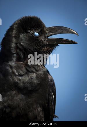 Die indische Dschungel-Krähe (Corvus cgipfatus) mit ihrer nickenden Membran geschlossen Stockfoto