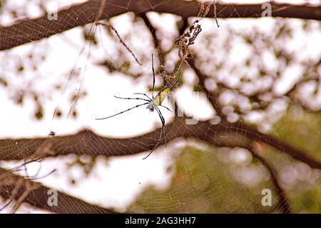 Selektive Fokusaufnahme einer seltenen giftigen Spinne auf einem Web in einem Wald Stockfoto