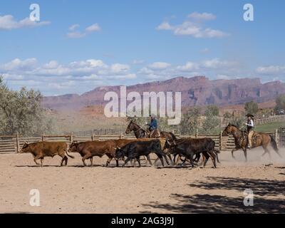 Ein Cowboy und Cowgirl Herde longhorn Ochsen auf der Red Cliffs Ranch in der Nähe von Moab, Utah. Die sandsteinklippen des Colorado River Valley sind im Hinterg Stockfoto