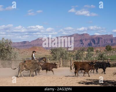 Ein cowgirl Herden longhorn Ochsen auf der Red Cliffs Ranch in der Nähe von Moab, Utah. Die sandsteinklippen des Colorado River Valley sind im Hintergrund. Stockfoto