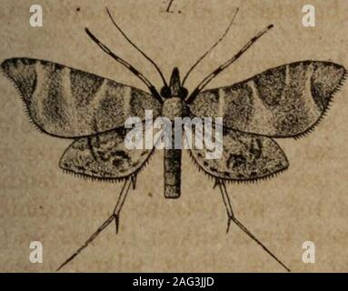 . Transaktionen der königlichen Gesellschaft von Neuseeland. Ington Philosophischen Gesellschaft, 13. Juni 1888.] Platte IX. Zu sehen, dass die Variation der Lepidoptera anzieht, so muchattention in England in der heutigen Zeit, vor allem inits in Bezug auf den Ursprung der Arten, fiel mir ein, dass Pro-haps ein paar Bemerkungen zu einer unserer Motten (Declana floccosa) von Interesse sein könnten, vor allem, wie es scheint nicht unlikelythat Wir sind hier tatsächlich um die schrittweise Evolution ofseveral verschiedene Arten von einem Einzelnen von einem sehr unstablecharacter. Allerdings muss ich meine Ausführungen beginnen mit der statingthat M Stockfoto