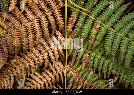 Symmetrische Aufnahme eines Matteuccia Straußenfarns, der in der wächst Mitten in einem Wald Stockfoto