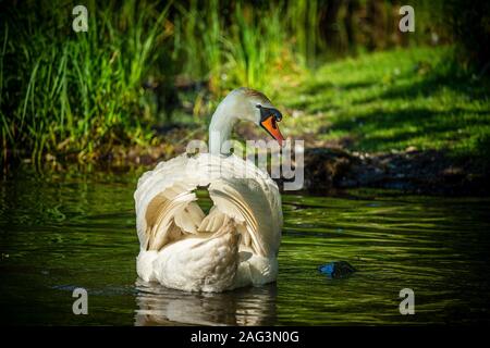 Weißer Schwan, der in einem Teich schwimmt, der von einem hohen grünen Gras umgeben ist. Stockfoto