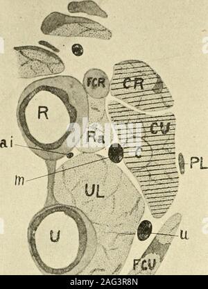 . Das amerikanische Journal der Anatomie. ee, was eine Studie von Abschnitten des menschlichen Arms offenbart, meine Vorbereitung Rationen l^ eing aus einem Embryo von 4,5 cm. Anstatt absentin Teil alle fünf Teile der flexor Masse leicht unterschieden werden können (Abb. 8), und die Ablaufverfolgung sie nach unten festgestellt wird, daß der condylo-Ulnaris, die condylo-radialis und die Centralis zusammen Vereinen zu bilden; die Ulnaris theflexor sublimis ist der flexor Profundus und der radialisthe flexor longus polHcis. In anderen Worten, statt der drei condylarportions Der flexor communis Abwesenheit oder nur gelegentlich]) resentas Stockfoto