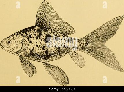 . Goldfisch Sorten und tropische Aquarium Fische; eine komplette Anleitung zum Aquarien und verwandten Themen. Abb. 10. Die skalierte Cometthe Handel. Vor einigen Jahren gab es eine wunderbare Belastung der scalelesscomets der tiefen, ochsenblut rote Farbe. Leider war das andpresent Züchter mit maßstabloses bestand, so dass toproduce maßstabloses Kometen überschritten werden könnte verloren finden es profitabler Ihre freie Zeit und Energie bei der propagierung andere Rassen zu verwenden. Abb. 11. Der GOLDFISCH Shubunkin 26 Sorten ein ^D DER SHUBUNKIN Eine der neueren Einführungen ist der Shubunkin. Diese issimply ein. Transparent sc Stockfoto