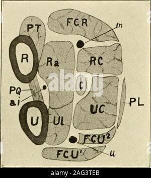 . Das amerikanische Journal der Anatomie. Zustand ein wenig von dem, was in der inadvance Kloakentiere und noch nicht gefunden ist ein wenig belowwhat ist so ein Säugetier, das Opossum gefunden, daß es keine Differenzierung der antihrachial Teil der flexor sublimis zu showany. ich solch eine Bedingung für den Vergleich mit dem niedrigeren Formen eher thanone, in dem der Unterarm teil Der sublimis differenziert ist, da dieser Muskel speziell für das Säugetier- Serie und Serie possessesAvithin, einem etwas komplizierten Entwicklung der maymore bequem zu einem späteren Zeitpunkt angesehen werden. Die Anordnung der m Stockfoto