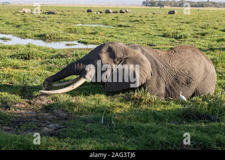 Afrikanischer Elefant (Loxodonta africana) Stier Fütterung in einem Sumpf im Amboseli Nationalpark in Kenia Stockfoto