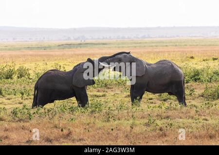 Afrikanischer Elefant (Loxodonta africana) Paar im Amboseli Nationalpark in Kenia spielen Stockfoto