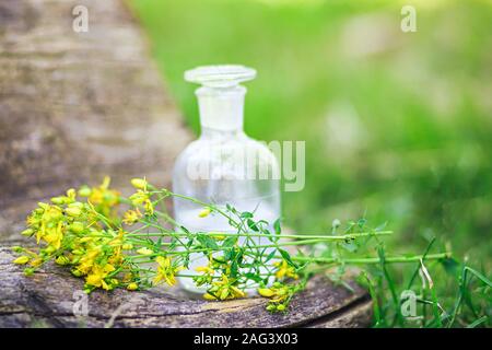 Blumenstrauß aus wilden gelb Hypericum Blumen im Sommer gesammelt auf einer Wiese für die Vorbereitung von Medikamenten und Tinkturen. Klar Flasche mit elixir Kork. bo Stockfoto