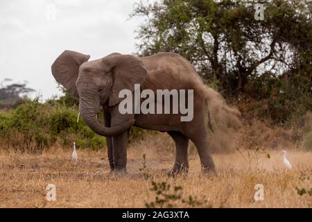 Afrikanischer Elefant (Loxodonta africana) genießen Sie ein Staub Badewanne im Amboseli Nationalpark in Kenia Stockfoto