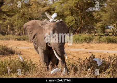 Afrikanischer Elefant (Loxodonta africana) Fütterung mit großen weißen Reiher auf dem Rücken im Amboseli Nationalpark in Kenia Stockfoto