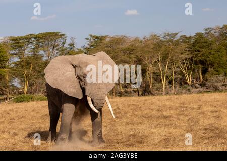 Afrikanischer Elefant (Loxodonta africana) mit Staub Badewanne im Amboseli Nationalpark in Kenia Stockfoto