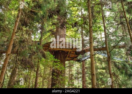 Auf der Suche nach oben auf die Plattform und gefederte Baum spaziergang Brücke im dichten üppigen Redwoods Whakarewarewa Forest in Rotorua, Neuseeland Stockfoto