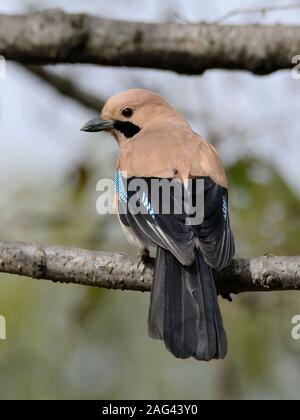 Eurasischen Eichelhäher (Garrulus glandarius) Stockfoto