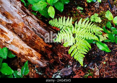 Nahaufnahme eines Straußenferns, der als nächstes wächst Zu einer Baumwurzel Stockfoto