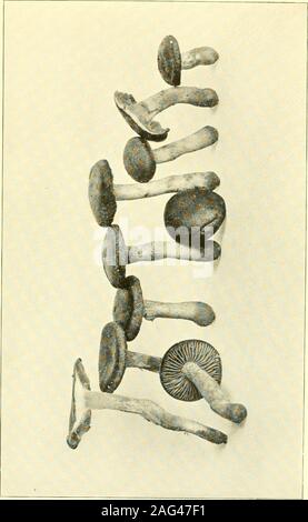 . Bericht des Staates Entomologe zum Schädigenden und andere Insekten des Staates New York. arner, Albany County. H. D. Haus, nein. 14,160. Oktober 3, 1914. Corticium scutellare B.&C. Auf tote Rinde von Carpinus, Meadowdale, Albany County. C. H. Peck, 30. Juni 1910. Auf Alnus, Karner, C.H.Peck (Nr. T.22). Auf Acer rub rum, Karner, C.H.Peck, Oktober (Nr. T.7). Auf gefallen Gliedmaßen von Populus grandidentata, Karner. H. D. House, 26. Oktober 1916. Corticium stramineum Bres. Auf gefallen Glieder von Acer r u b r u m. Karner, H. D. House, 28. Oktober 1916. Corticium vagum B.&C. Auf hemlock anmelden, Tsuga canadensis, Nord Stockfoto